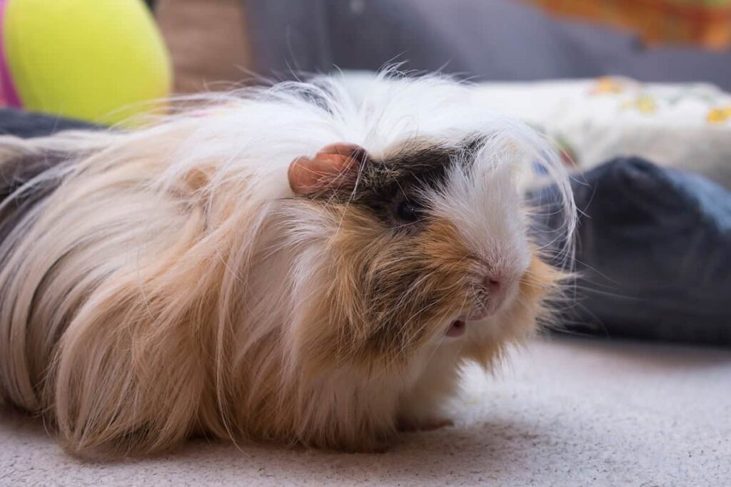 Le P ruvien Tout Savoir Sur Le Cochon D inde Angora Animal Favori