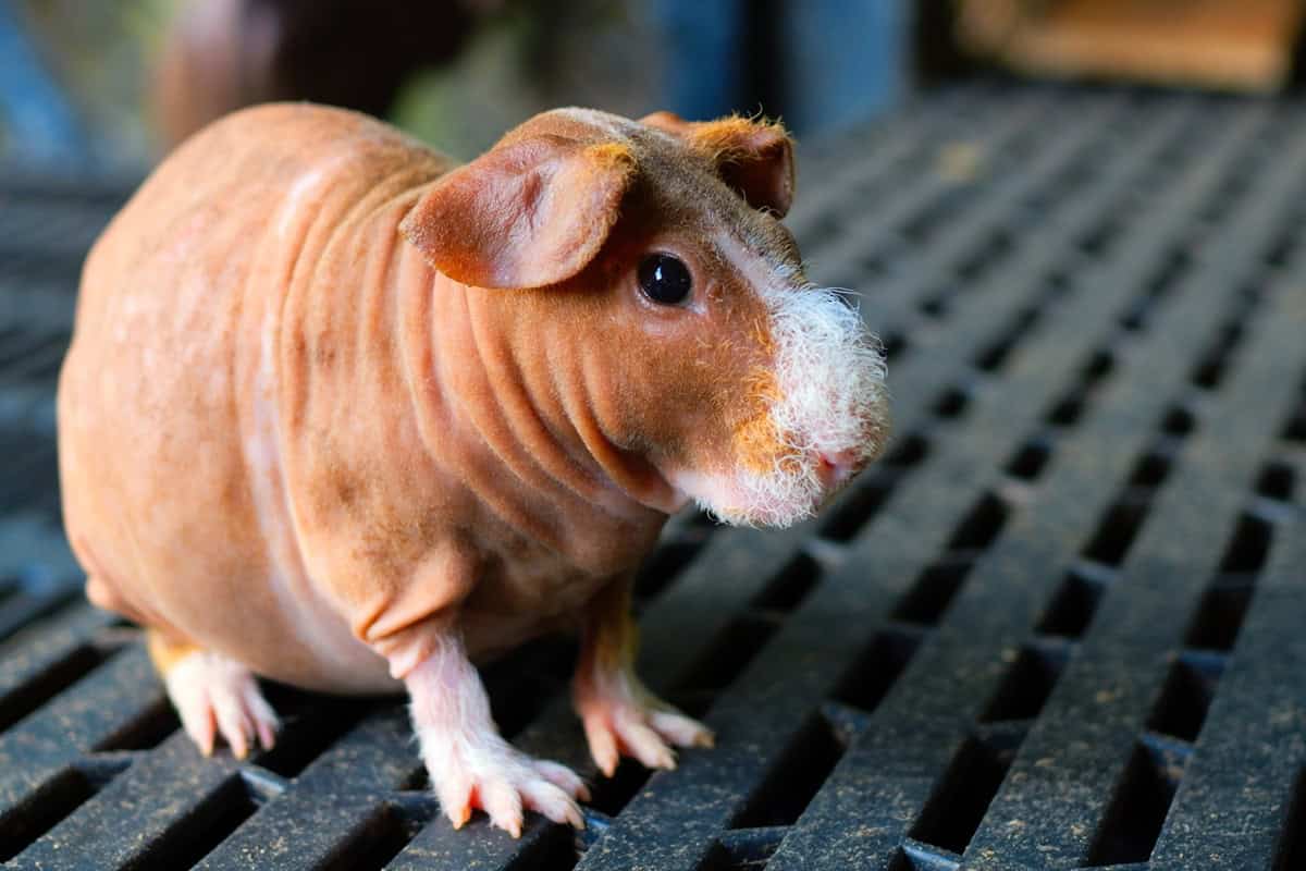 Le Skinny Tout Savoir Sur Ce Cochon D Inde Sans Poil Animal Favori