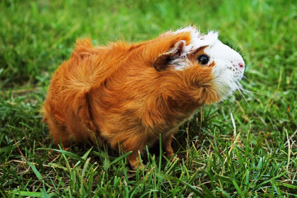 L Abyssinien Tout Savoir Sur Le Cochon D Inde Rosette Animal Favori l-abyssinien-tout-savoir-sur-le-cochon-d-inde-rosette-animal-favori