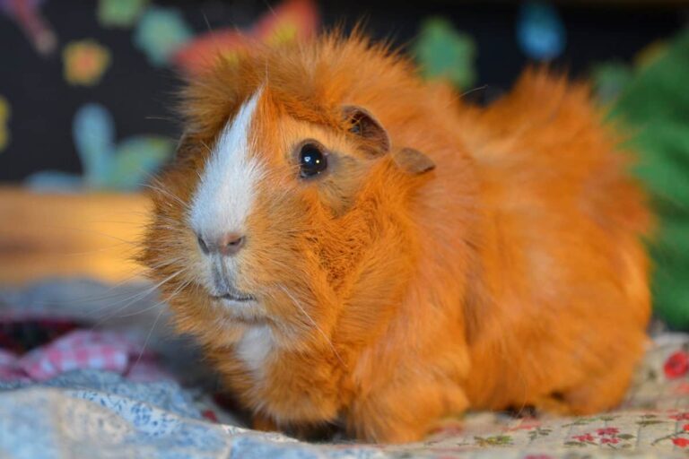 L Abyssinien Tout Savoir Sur Le Cochon D Inde Rosette Animal Favori l-abyssinien-tout-savoir-sur-le-cochon-d-inde-rosette-animal-favori