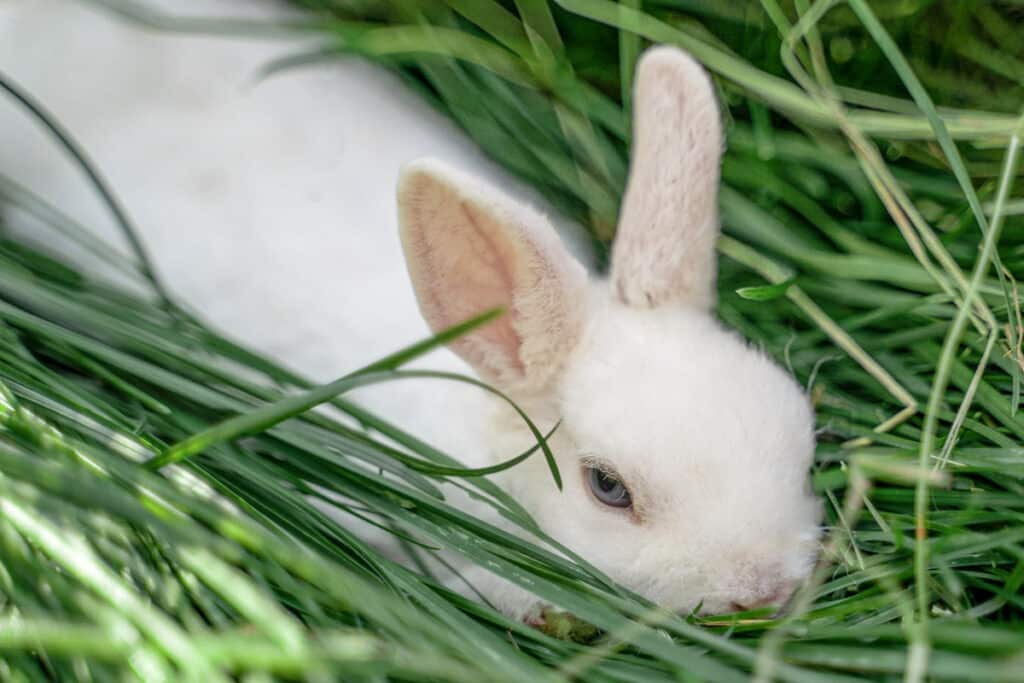 Lapin rex nain blanc