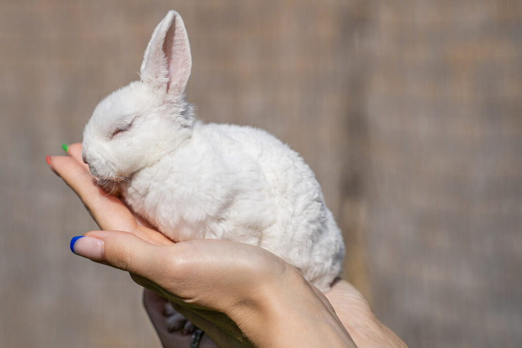 Lapin rex nain blanc