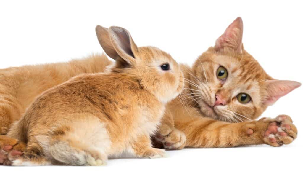 Lapin rex nain et chat