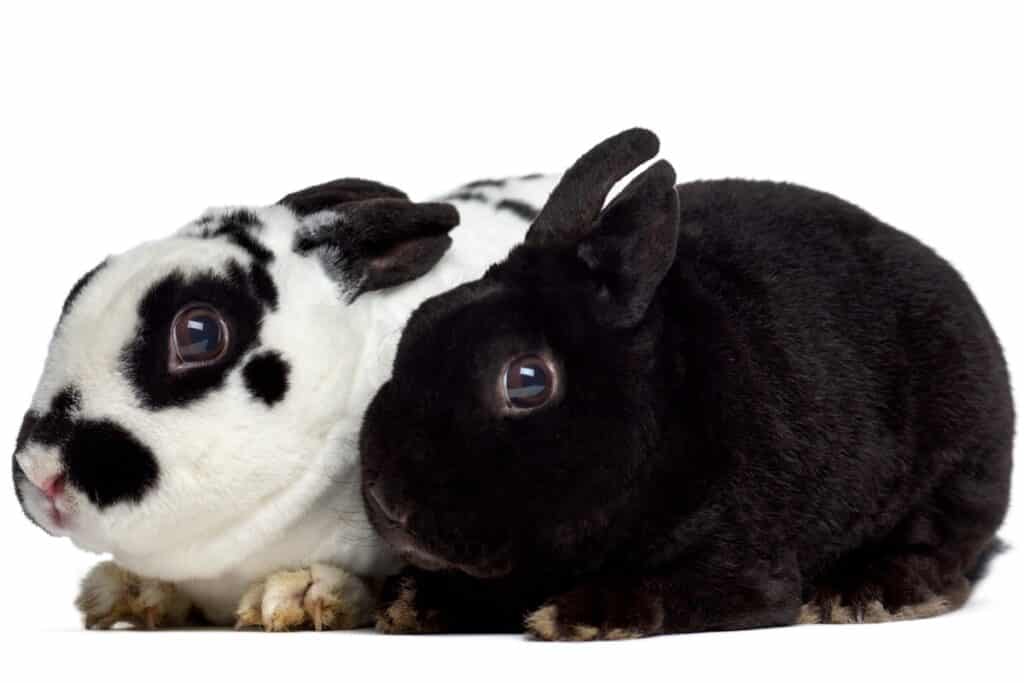 deux lapins rex nain