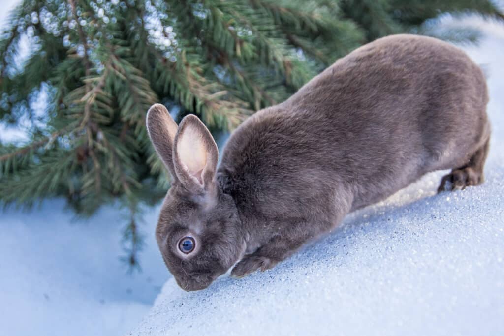 Lapin rex nain dans la neige