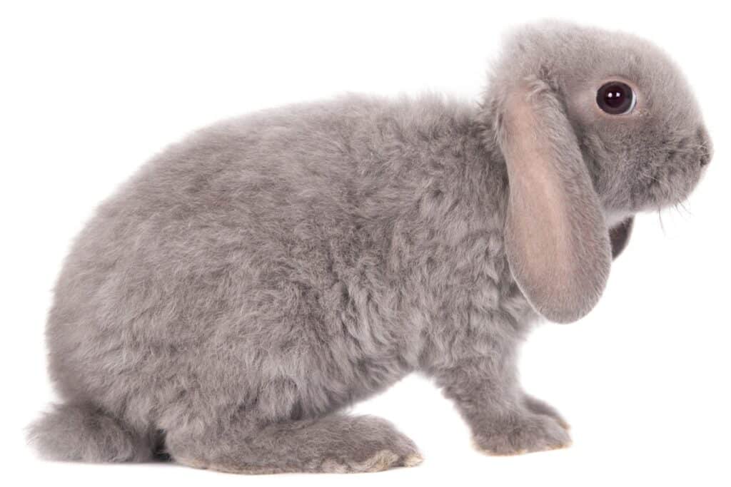 Lapin bélier rex nain gris