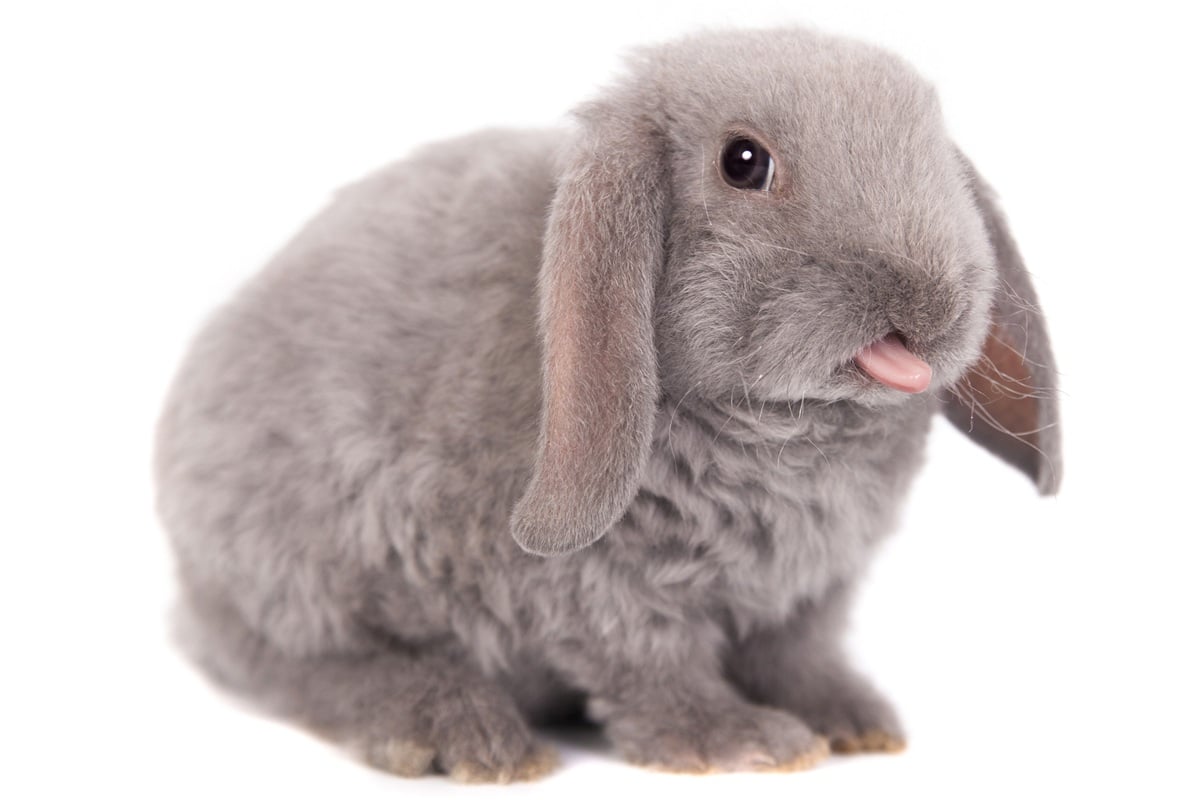 Lapin bélier rex nain : zoom sur une race adorable - Animal Favori