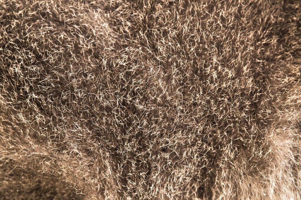 gros plan pelage lapin bélier rex nain