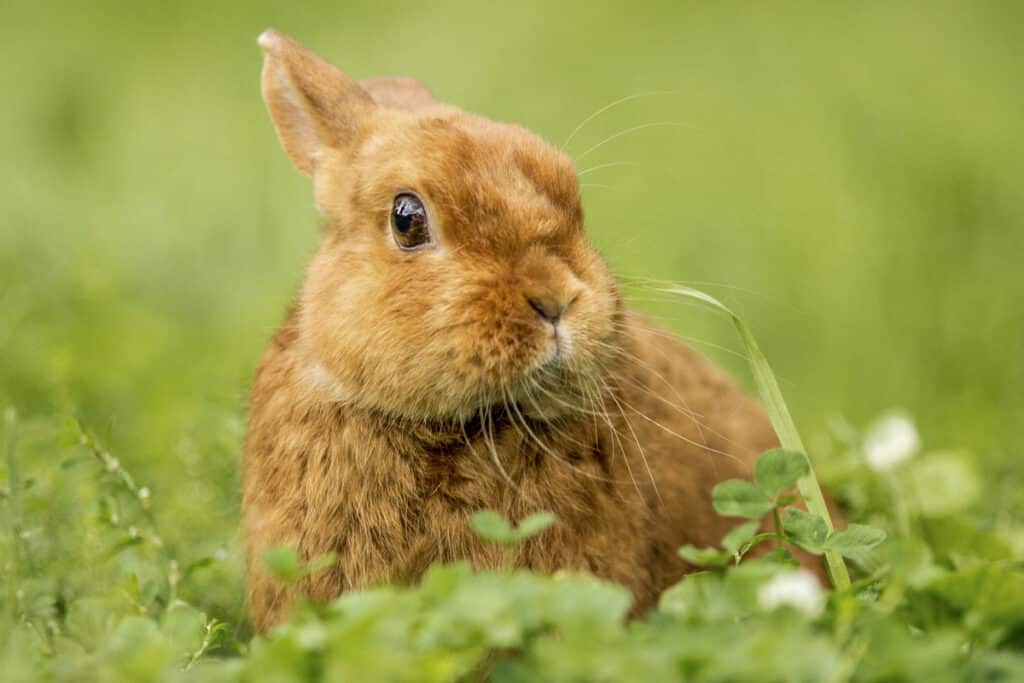 lapin nain satin marron