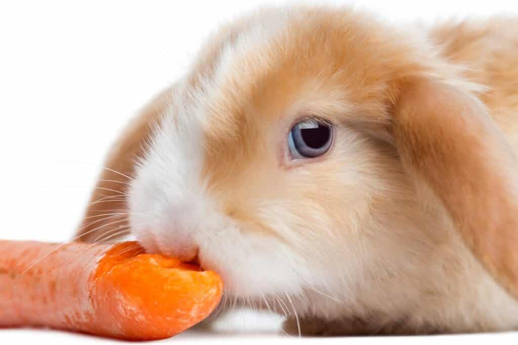 tête de lapin nain bélier satin