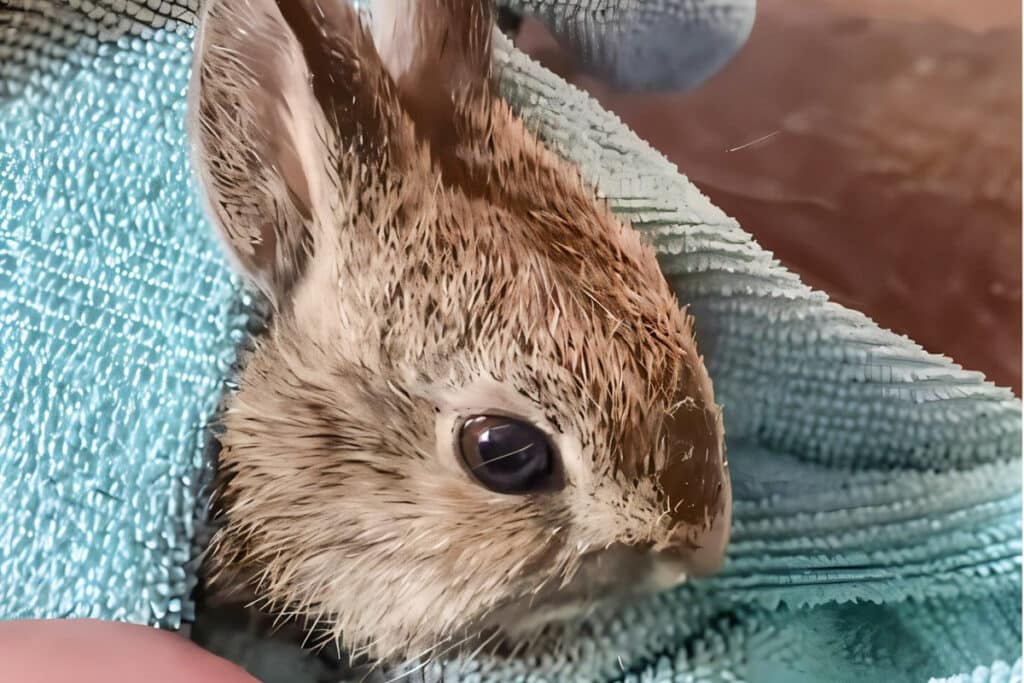 tête de lapin pygmée