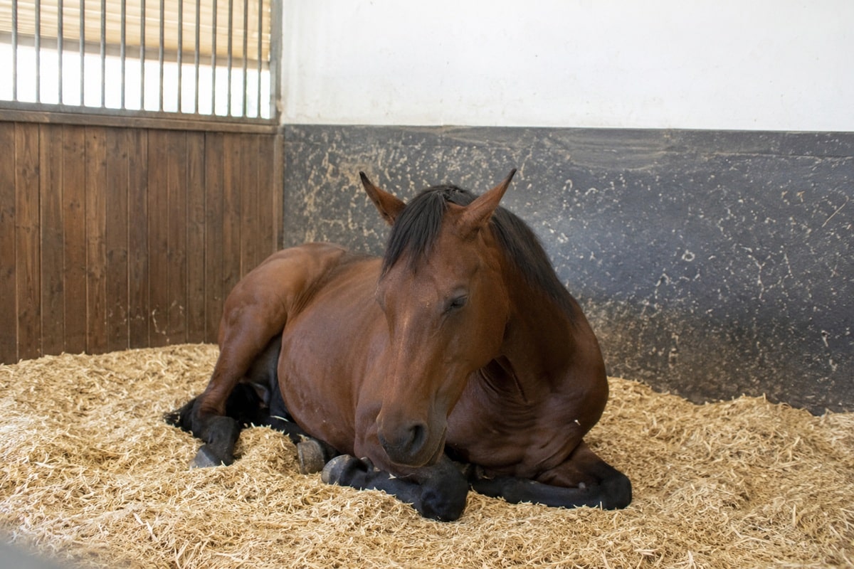 cheval qui somnole