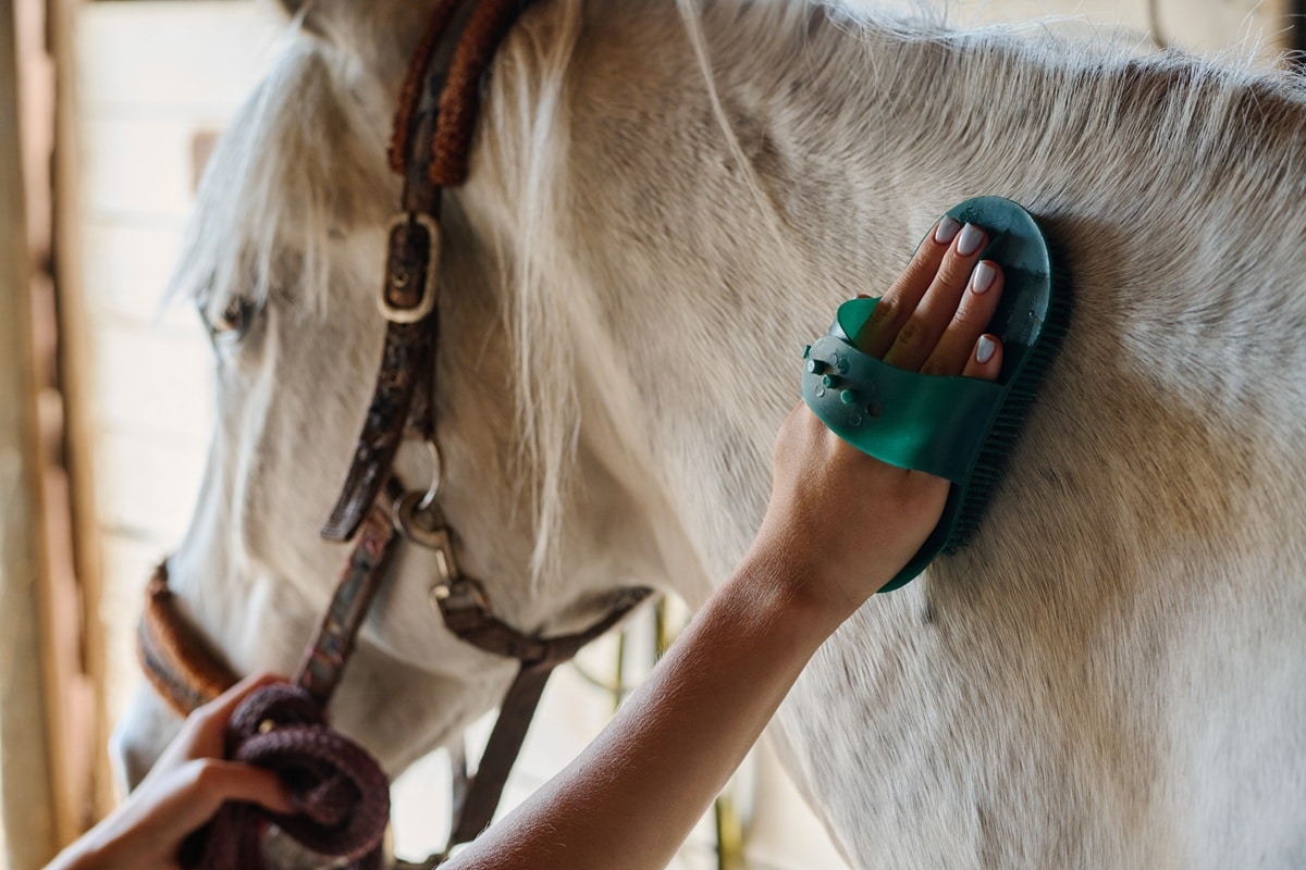 tout savoir sur le site classeequine