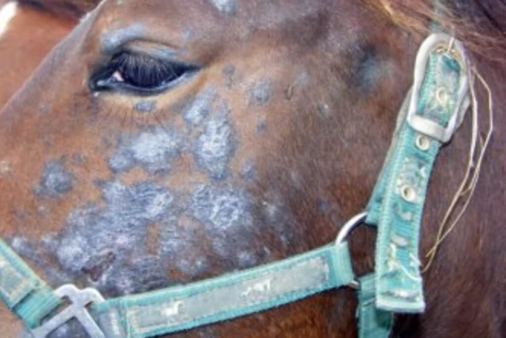teigne sur la tête d'un cheval