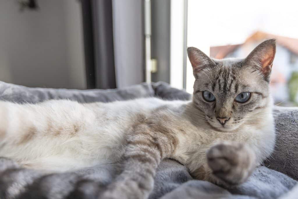 chat calme dans un appartement