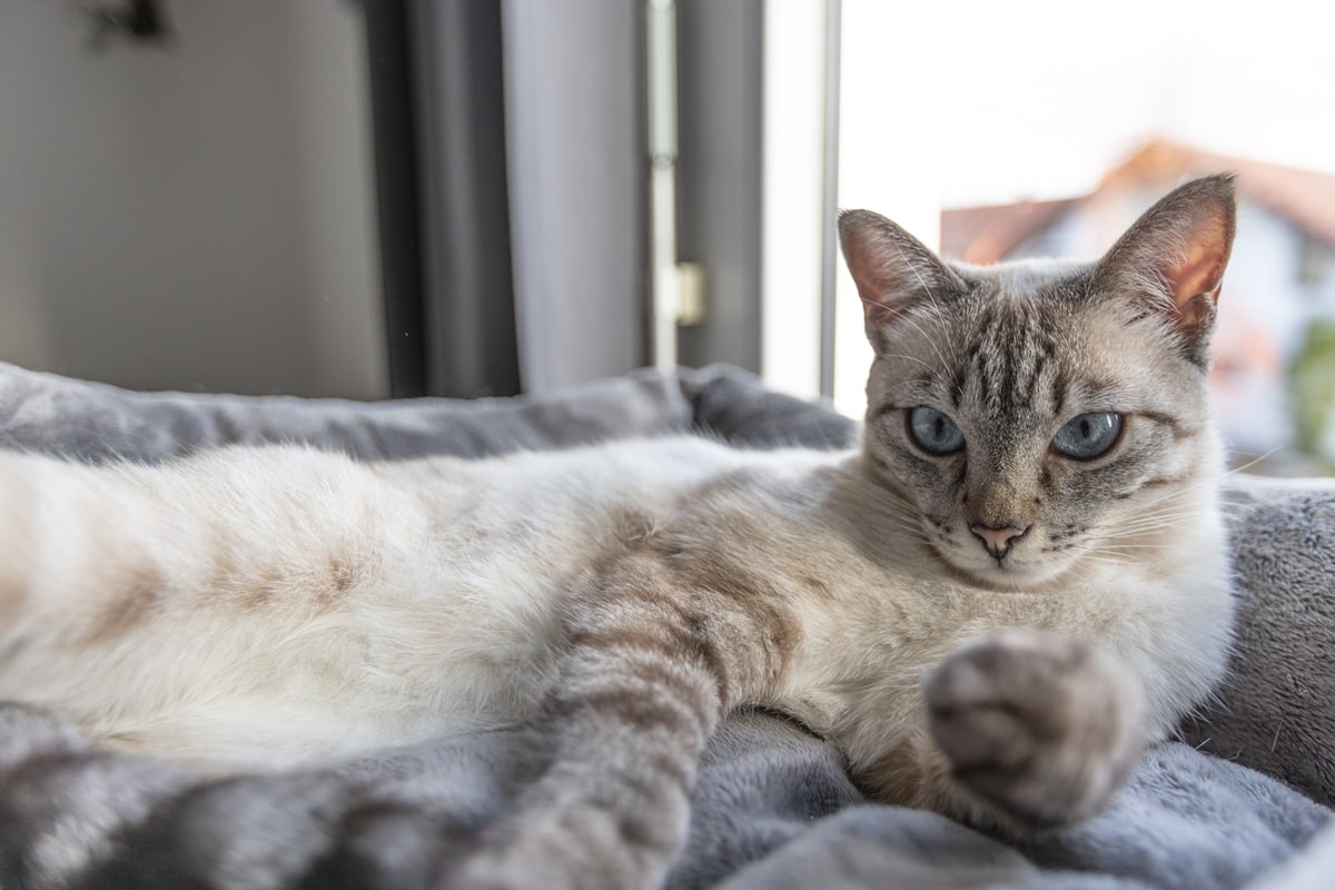 chat calme dans un appartement