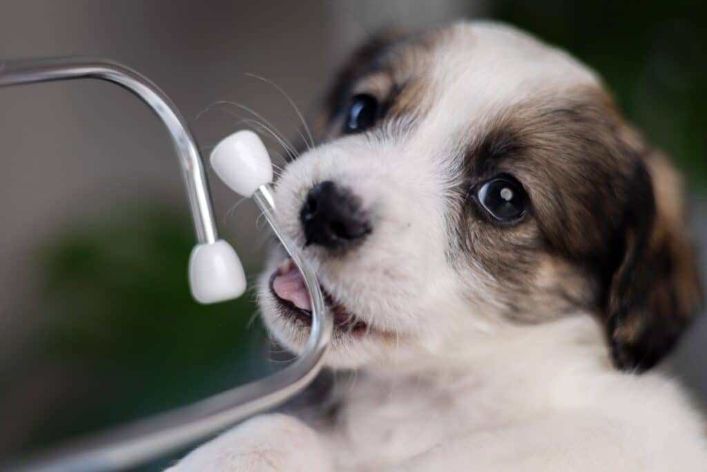 chiot chez le vétérinaire