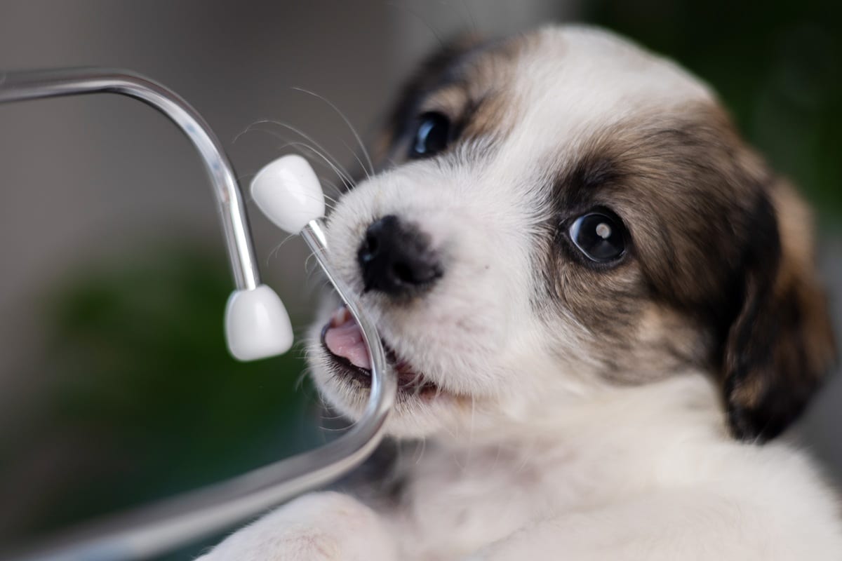chiot chez le vétérinaire