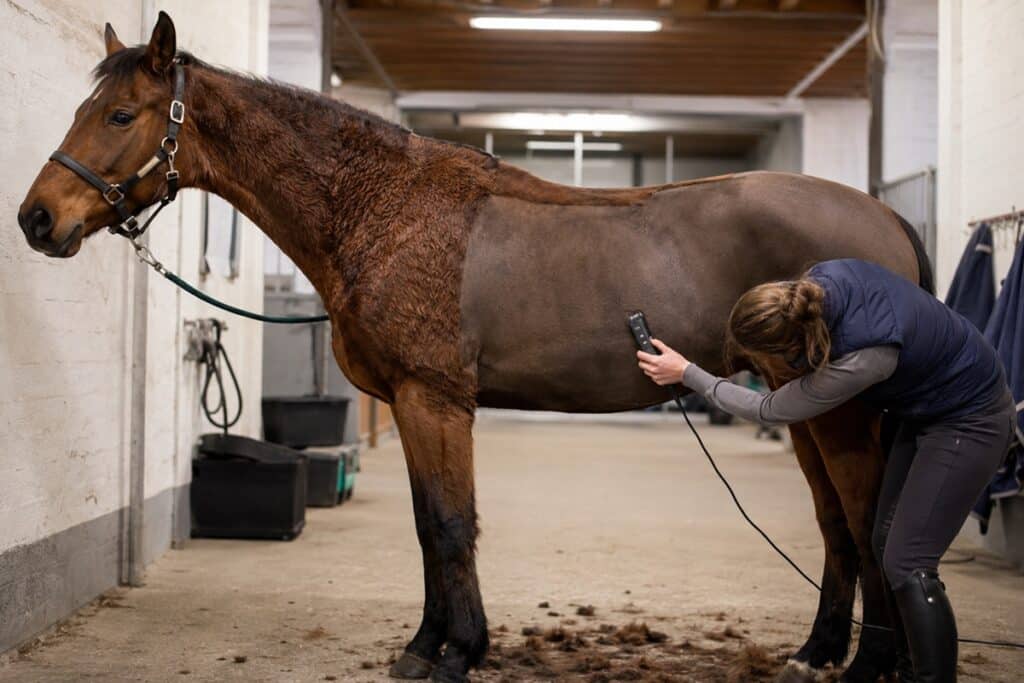 homme en train de tondre un cheval