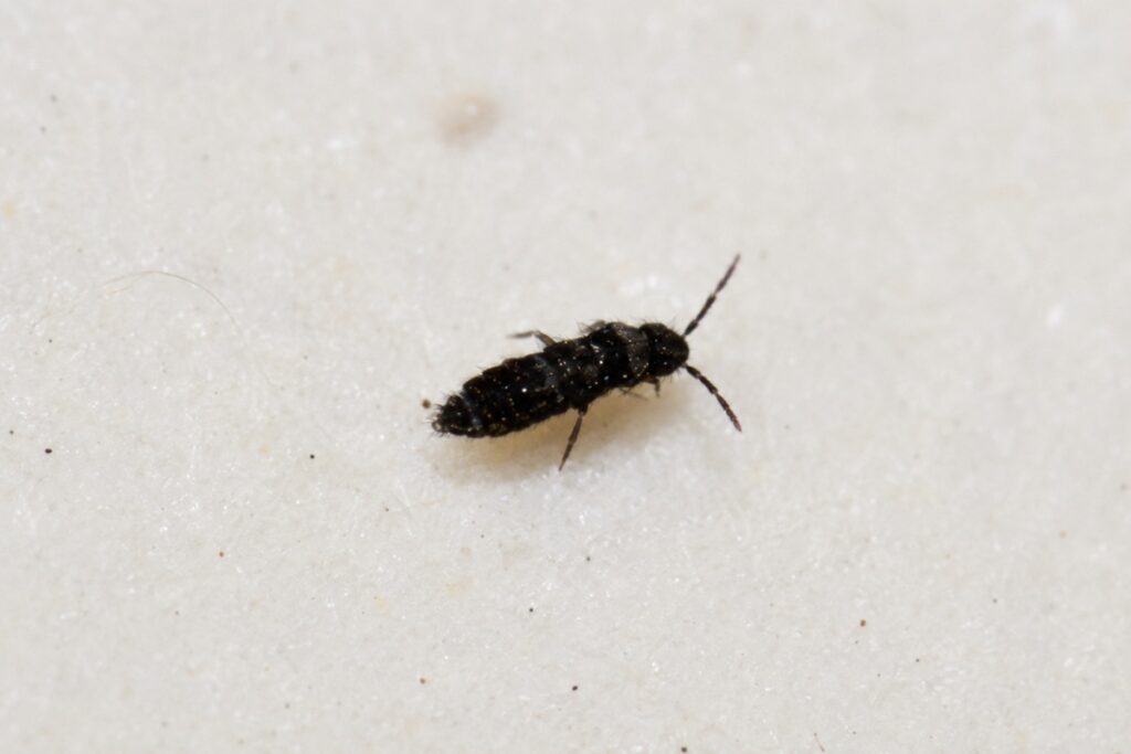 minuscule insecte noir
