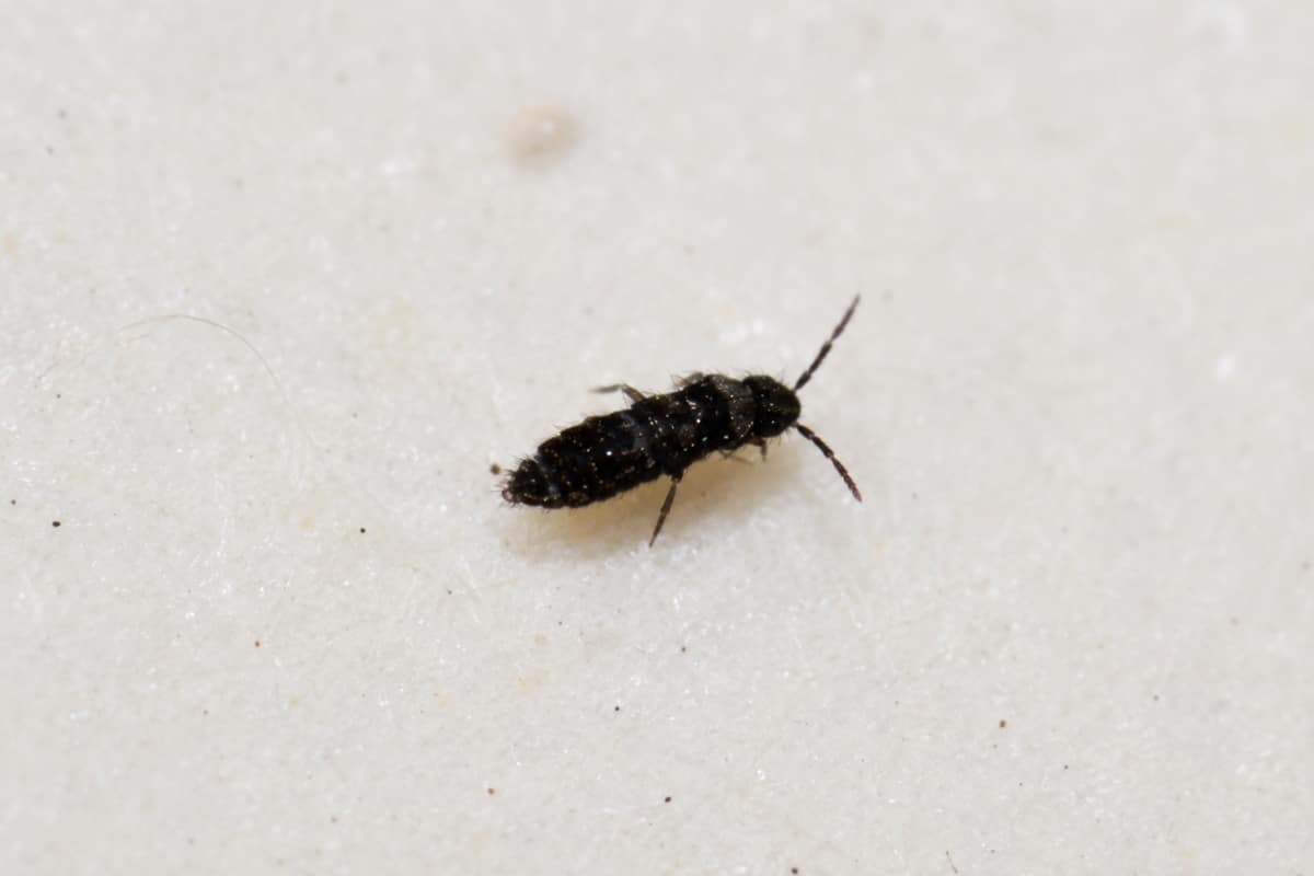 minuscule insecte noir