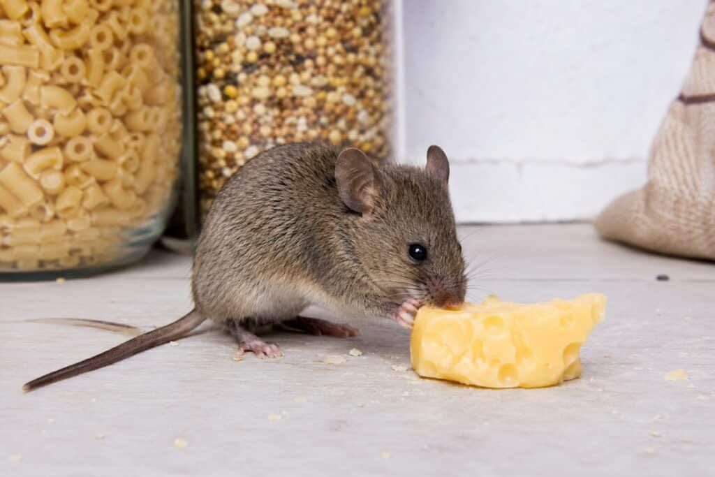 Souris et fromage dans le garde-manger