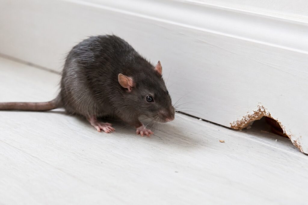souris grise près d’une plinthe endommagée