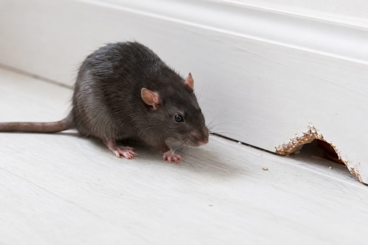 souris grise près d’une plinthe endommagée